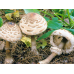 Мицелий Гриба-зонтика краснеющего / Гриб-зонтик лохматый (Chlorophyllum rhacodes)